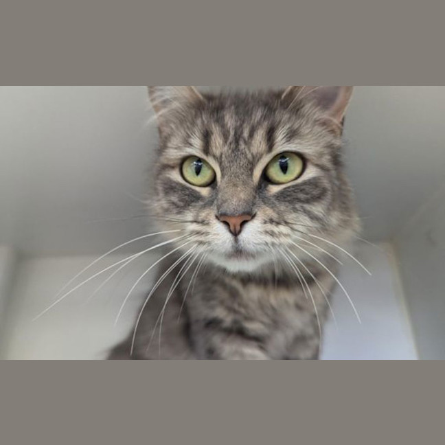 Photo of Moochi