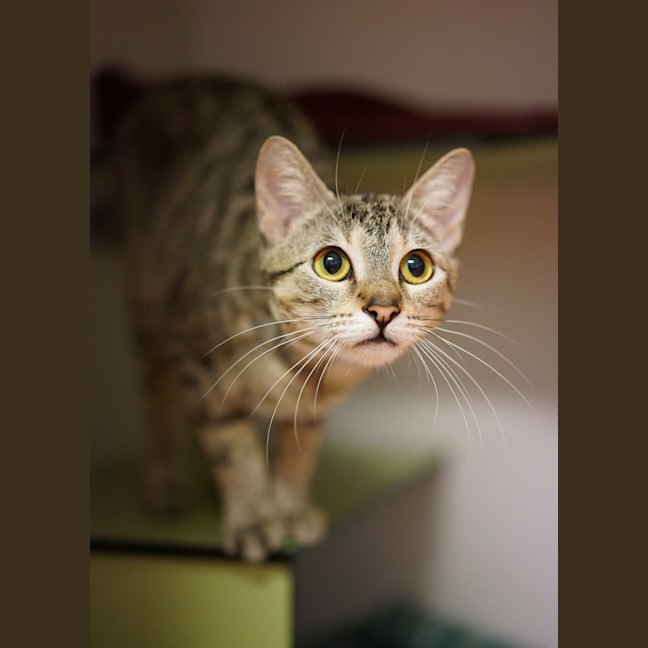Photo of Musket