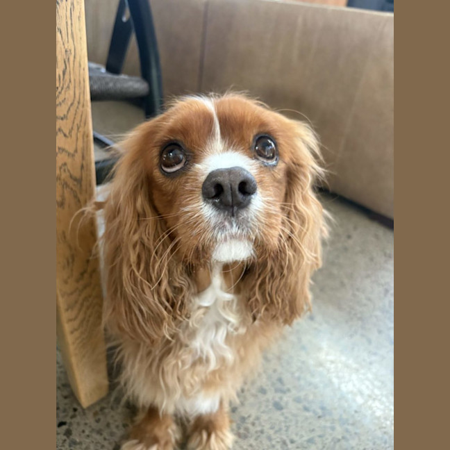 Photo of Shiloh