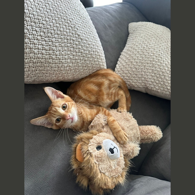 Photo of Jacuzzi   Available At Petstock Milperra