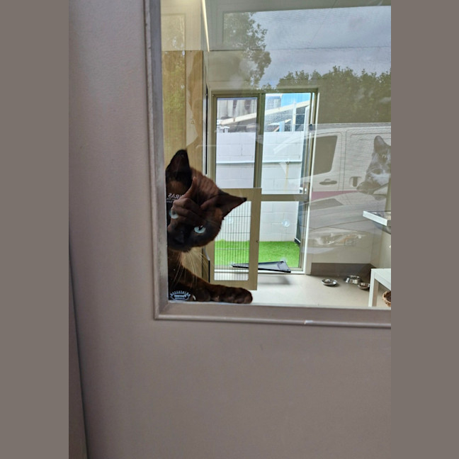 Photo of C1341 Lindt