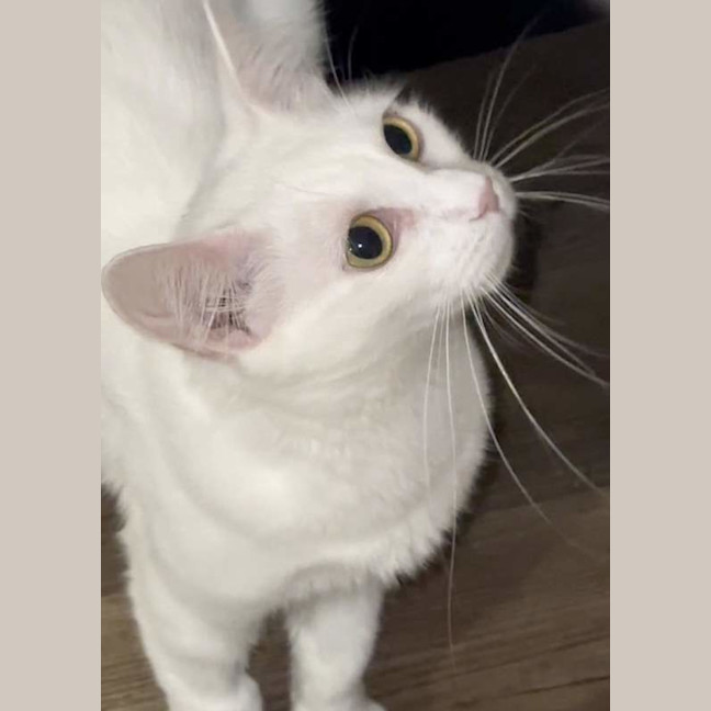 Photo of Snowflake