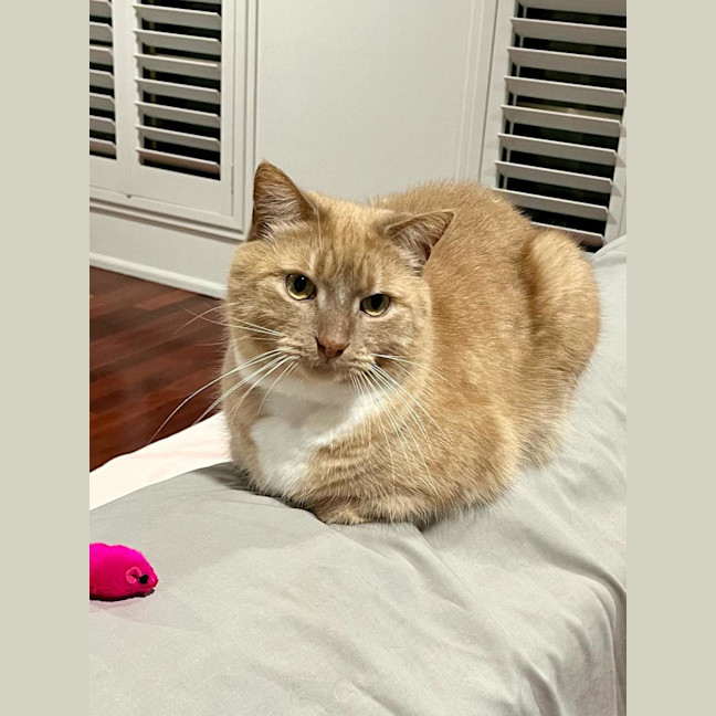 Photo of Boo