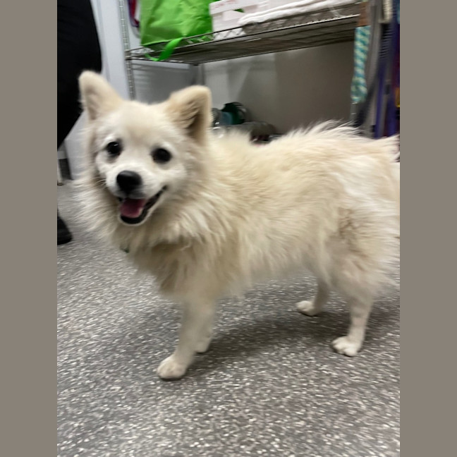 Photo of Snowy And Barney