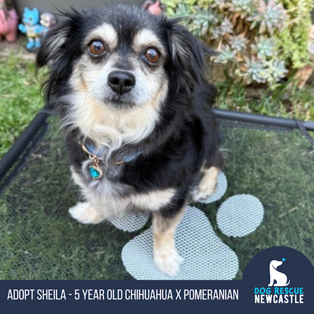 Photo of Sheila   5 Year Old Chihuahua X Pomeranian