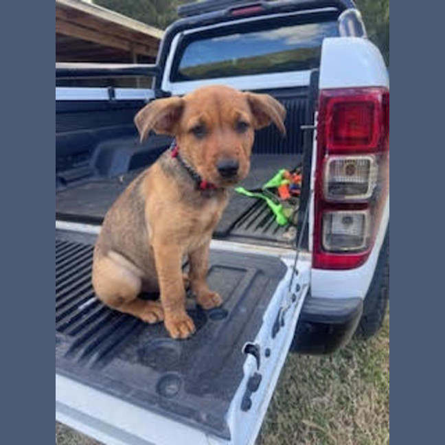 Photo of Rudy   9 Week Old Kelpie X