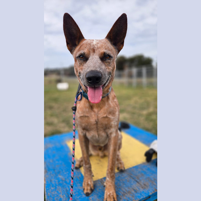 Photo of Chip