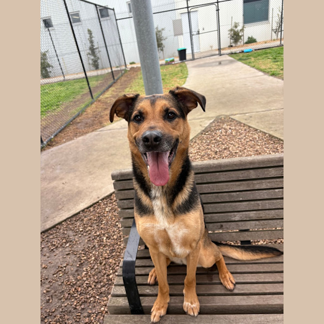 Photo of Ollie (Eddie)