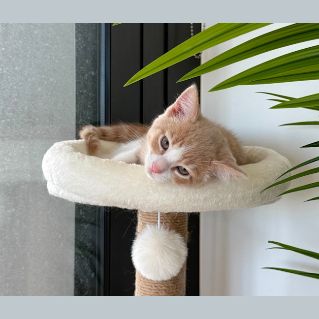 Photo of Maui & Wowie