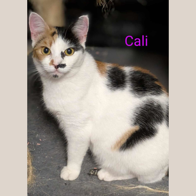 Photo of Cali