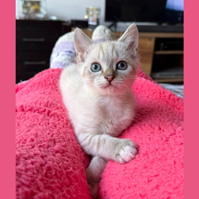 Photo of Ash ** 2nd Chance Cat Rescue **