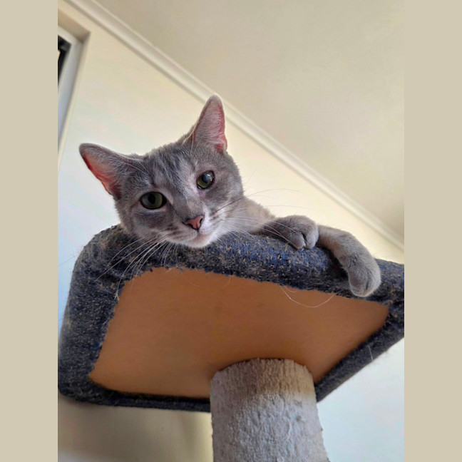 Photo of Boo 
