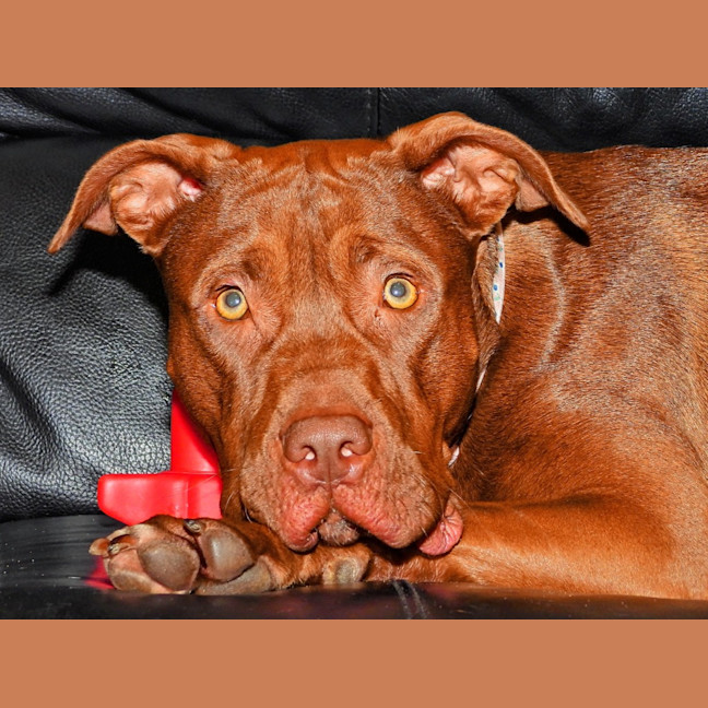 Photo of Coco