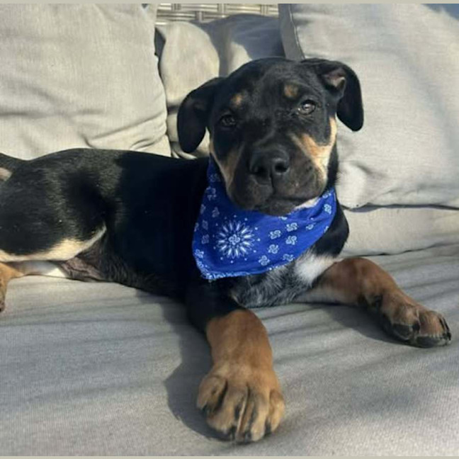 Photo of Echo