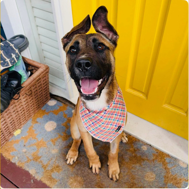 Photo of 🤎 Bowie 🤎