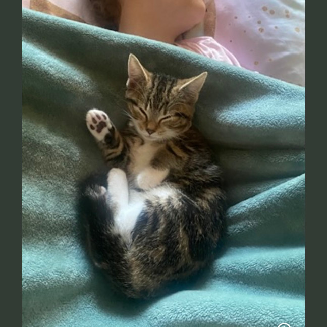Photo of Pumpkin 💗