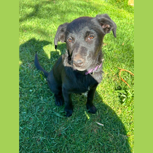 Photo of Blossom