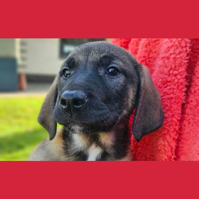 Photo of Dora