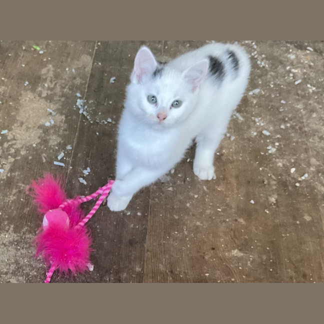 Photo of Dot