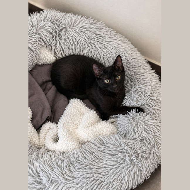 Photo of Zorro