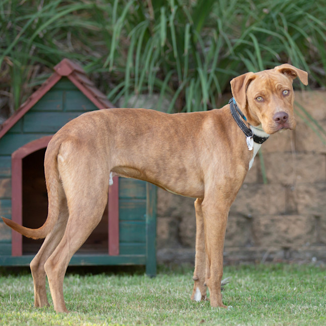 Photo of Harley