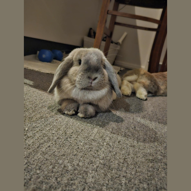 Photo of Celia / Ginger / Bonnie