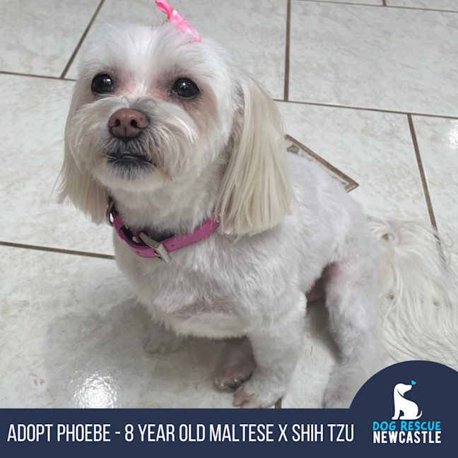 Photo of Phoebe   8 Year Old Maltese X Shih Tzu