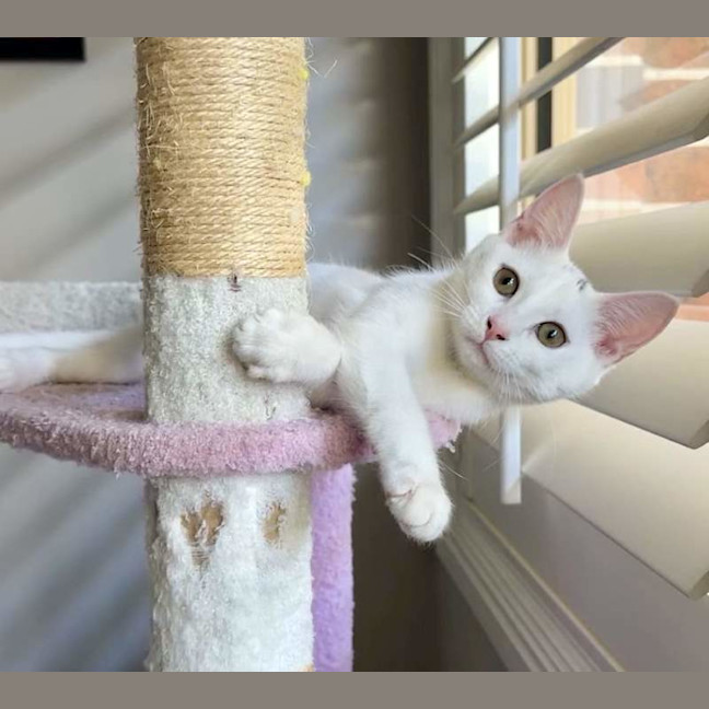 Photo of Marshmallow