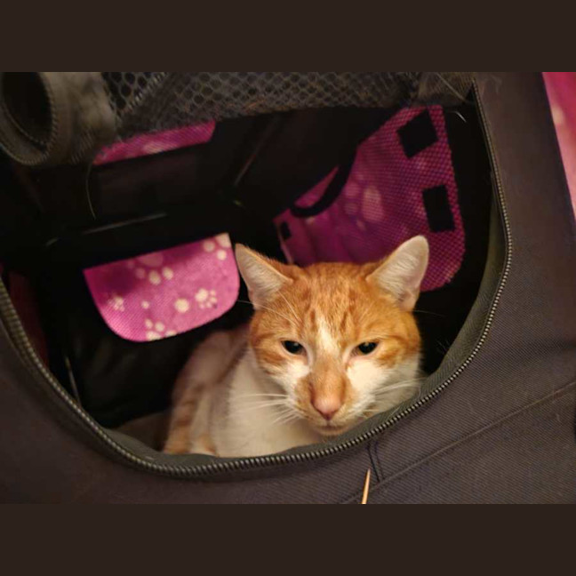 Photo of Jester 