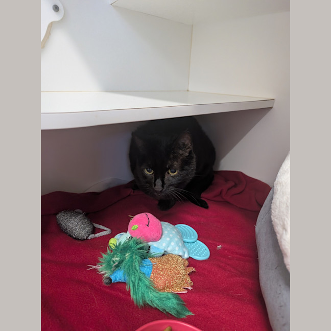 Photo of Sooty