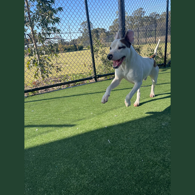 Photo of Twix Imp 1336