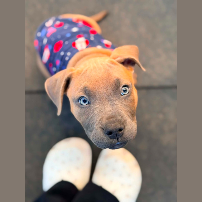 Photo of Maple