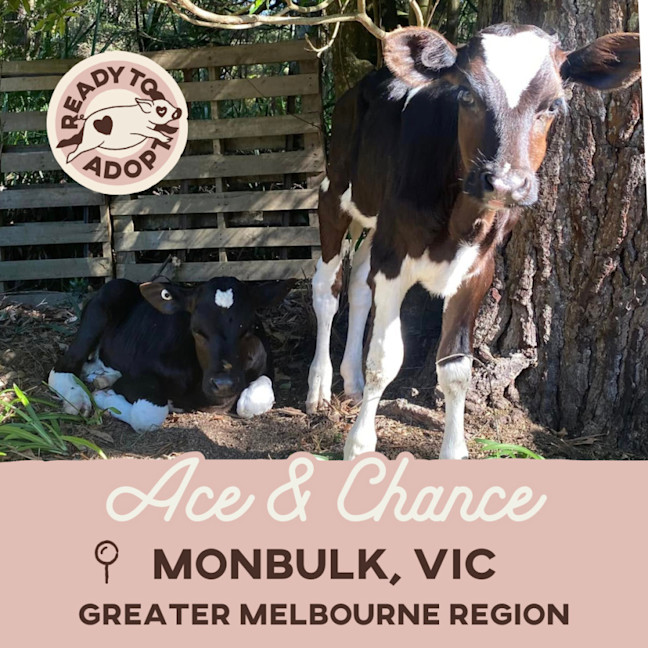 Photo of Ace & Chance