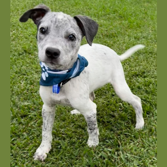 Photo of Louie   9 Week Old Cattle X English Staffy