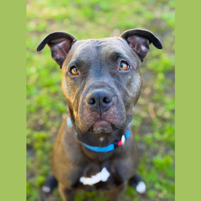 Photo of Bindi 