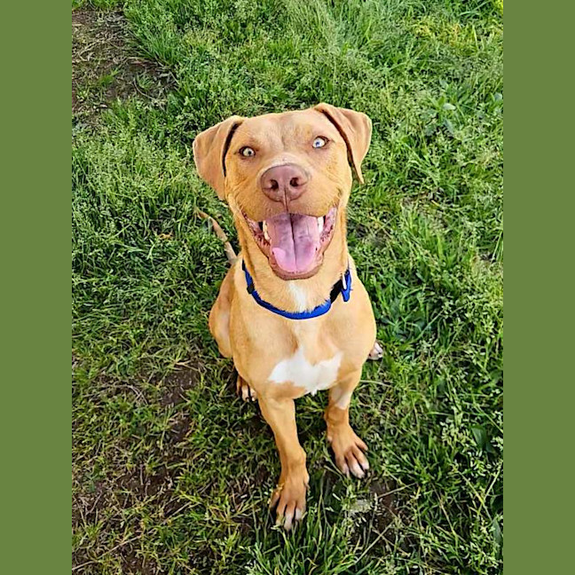 Photo of Scooby
