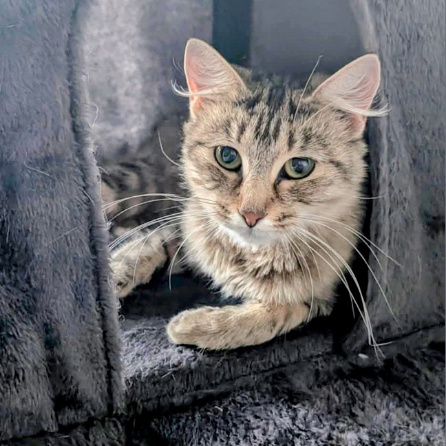 Photo of Penny