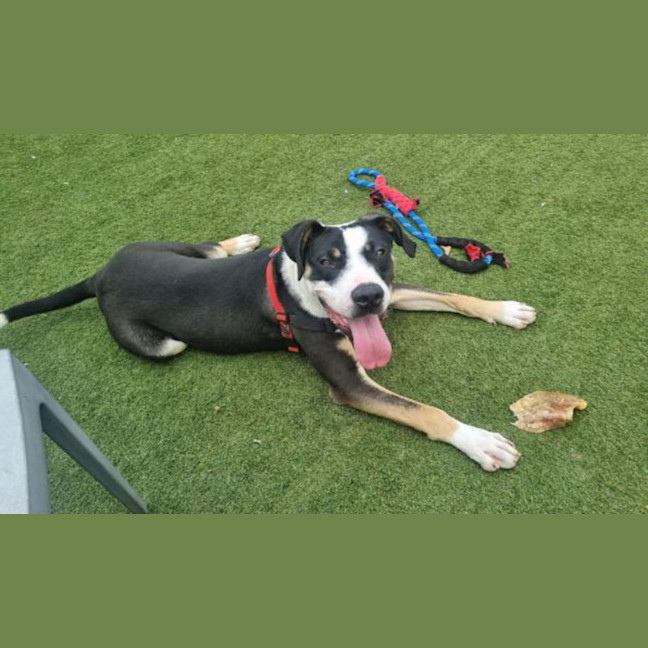 Photo of Pongo