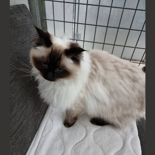 Photo of Coco