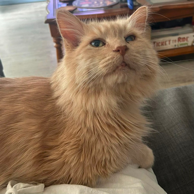 Photo of Hermes   In Foster In Preston