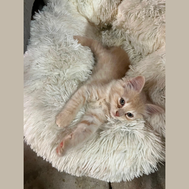 Photo of Comet, Mouse, Salem, Fox, Astro And Sunny