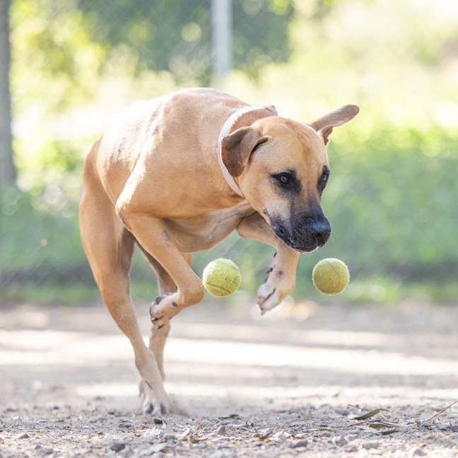 Photo of Countess