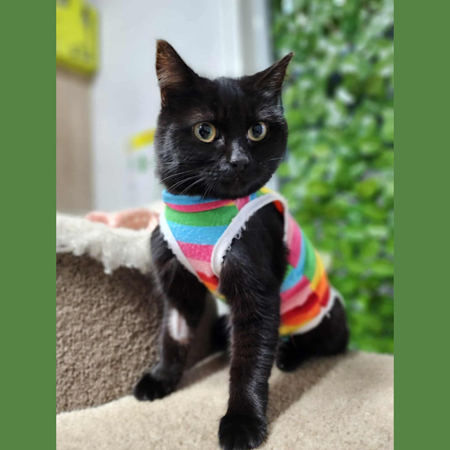 Photo of 🥞 Filly 6253 🥞