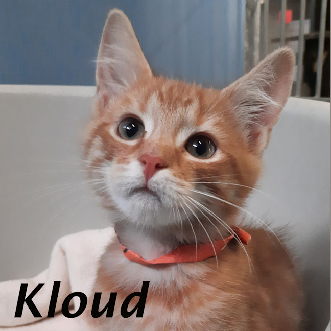 Photo of Kloud