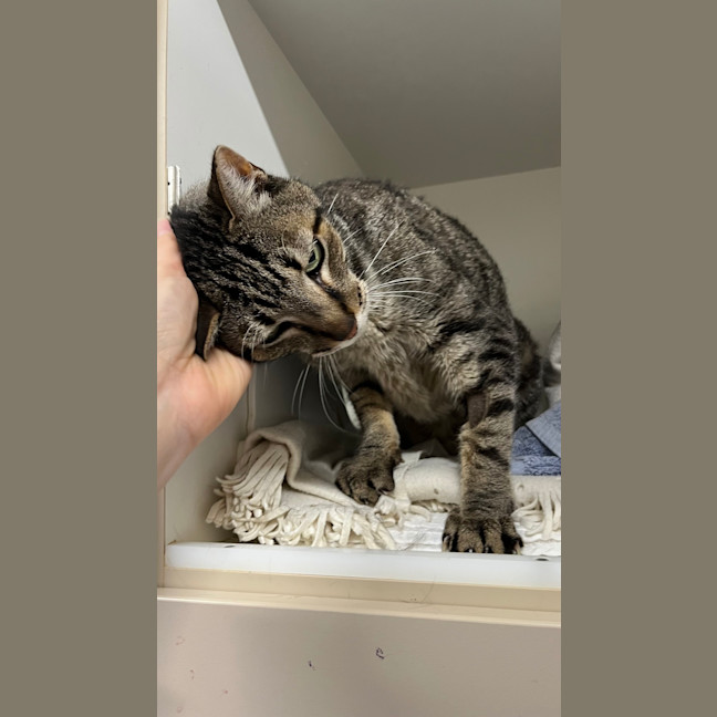 Photo of Toby