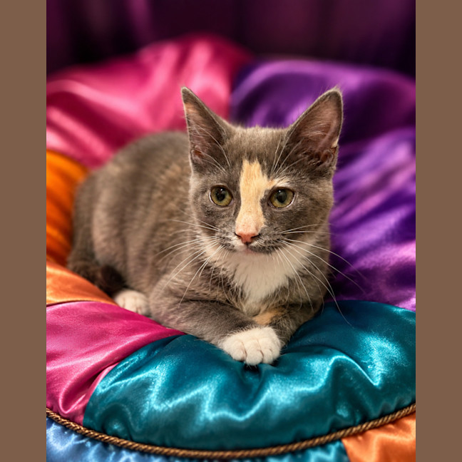 Photo of Cleo