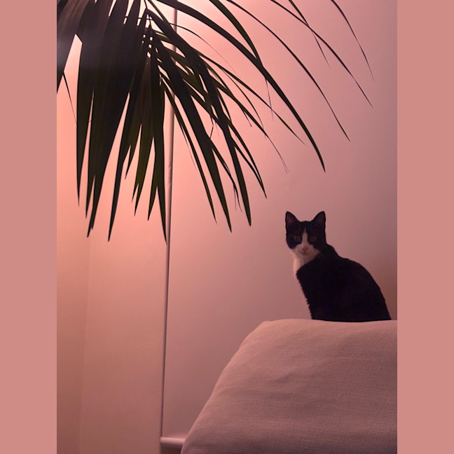 Photo of Pickle 