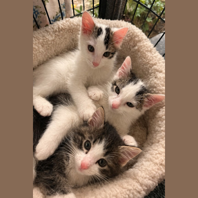 Photo of 🐘 Mastodon 🐘