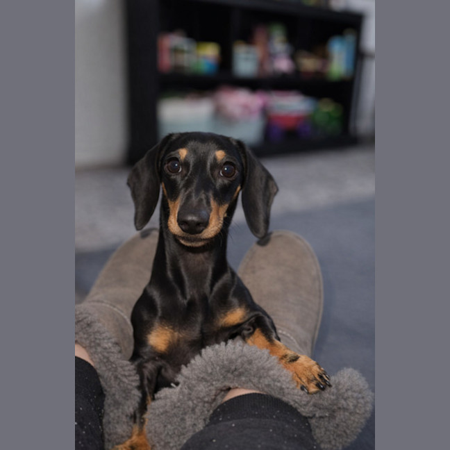 Photo of Bruno 