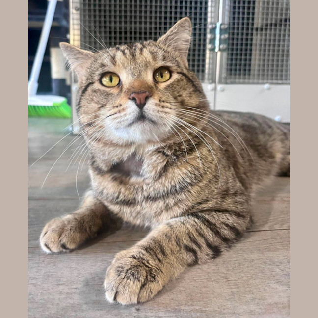 Photo of Loki